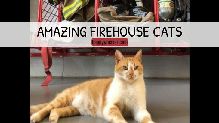 We Salute These Amazing Firehouse Cats