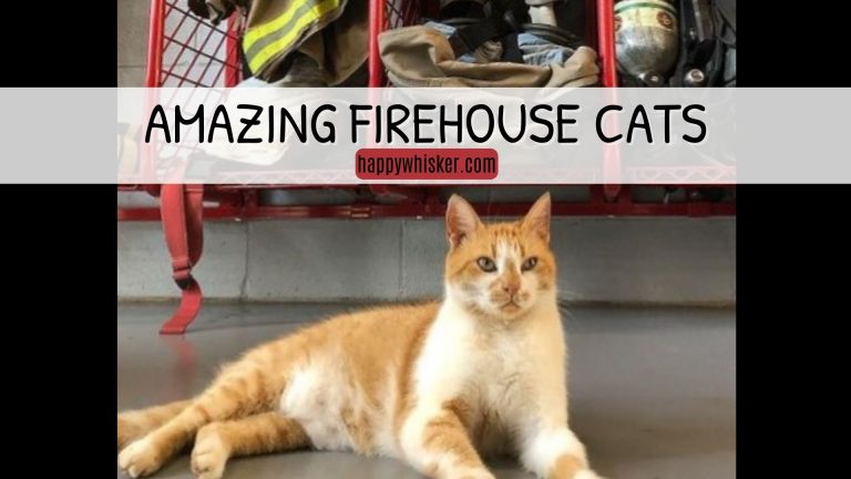 Firehouse Cats