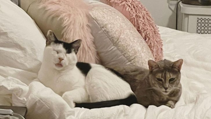 Blind Cat Falls In Love With A Deaf Cat, Proving That Love Really Conquers All