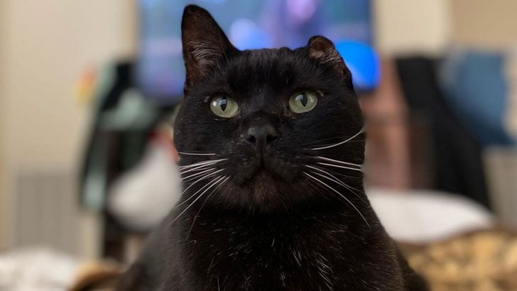 Woman Adopts One-Eared Cat And People Absolutely Love Him