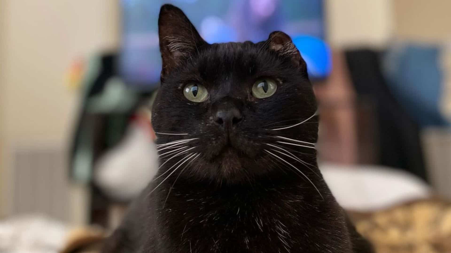 black one-eared cat