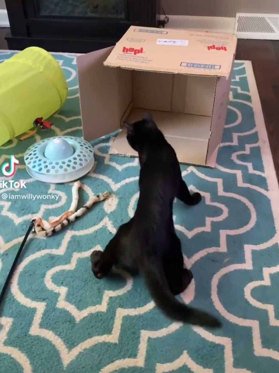 a black cat is playing next to the box