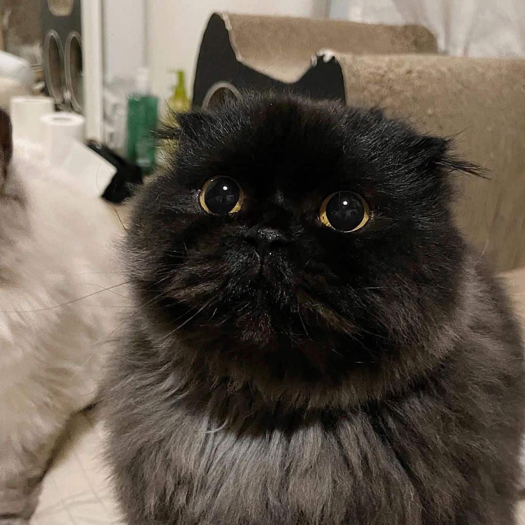 a black cat with a big one sits and looks at the camera