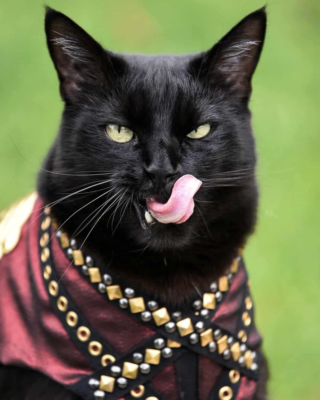 a black cat with a cape licks itself