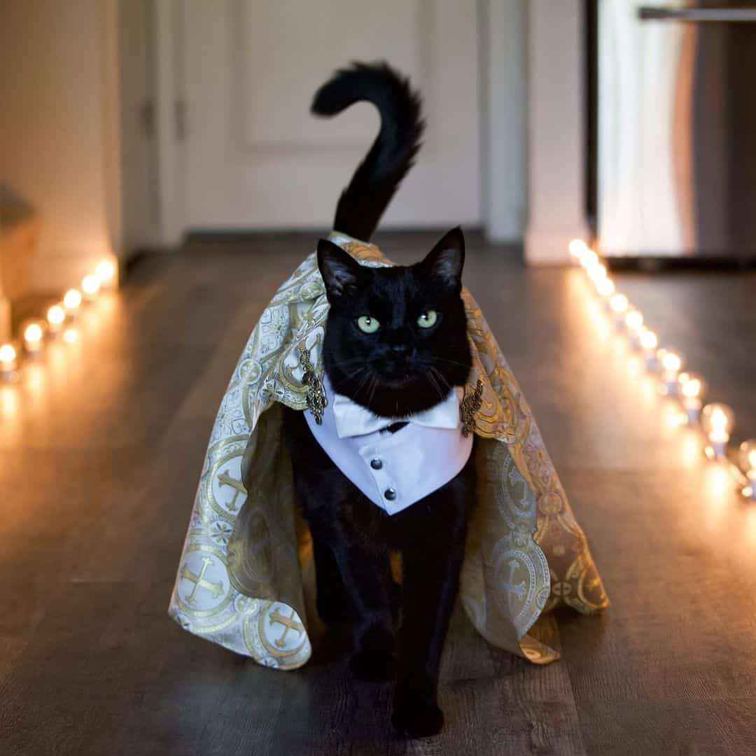 a black cat with a cape walks down the runway