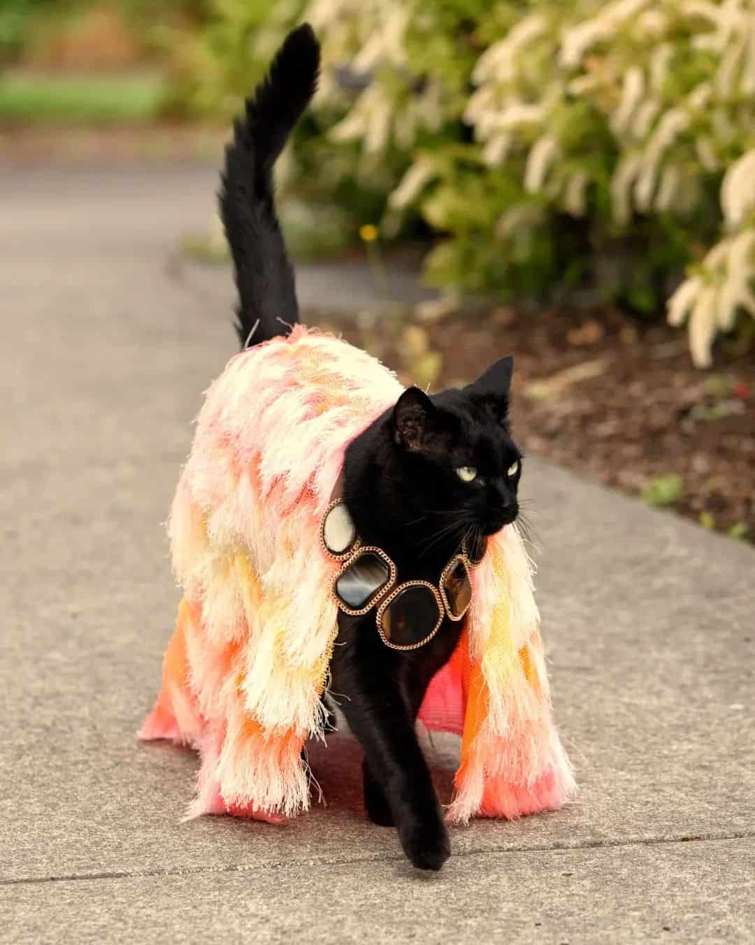a black cat with a cape walks on the sidewalk
