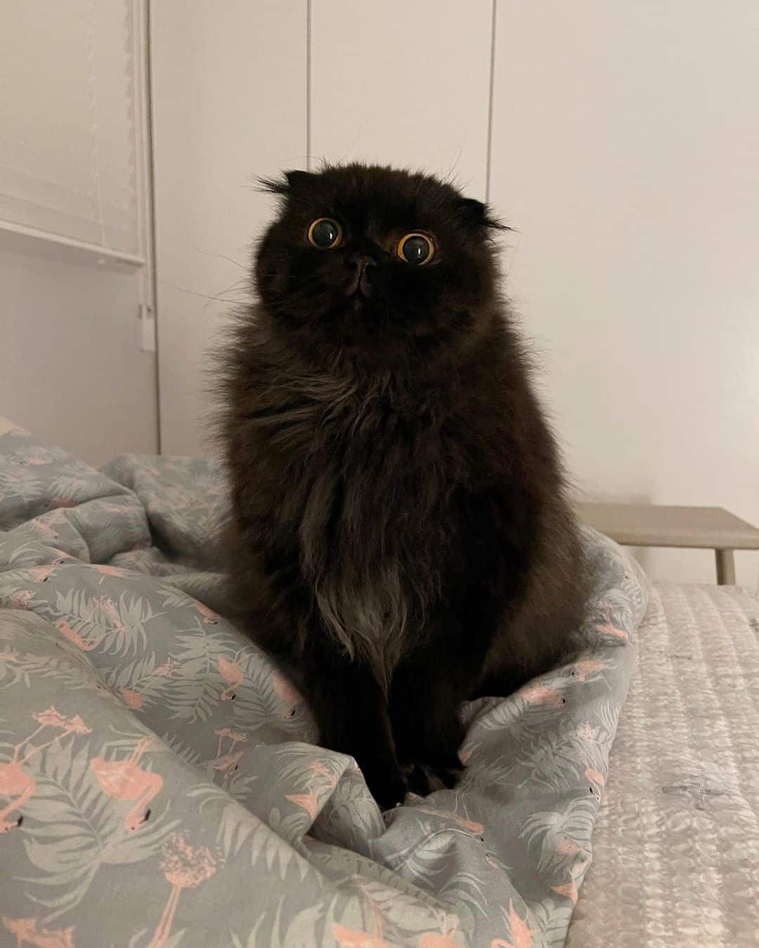 a black cat with big eyes is sitting on the bed