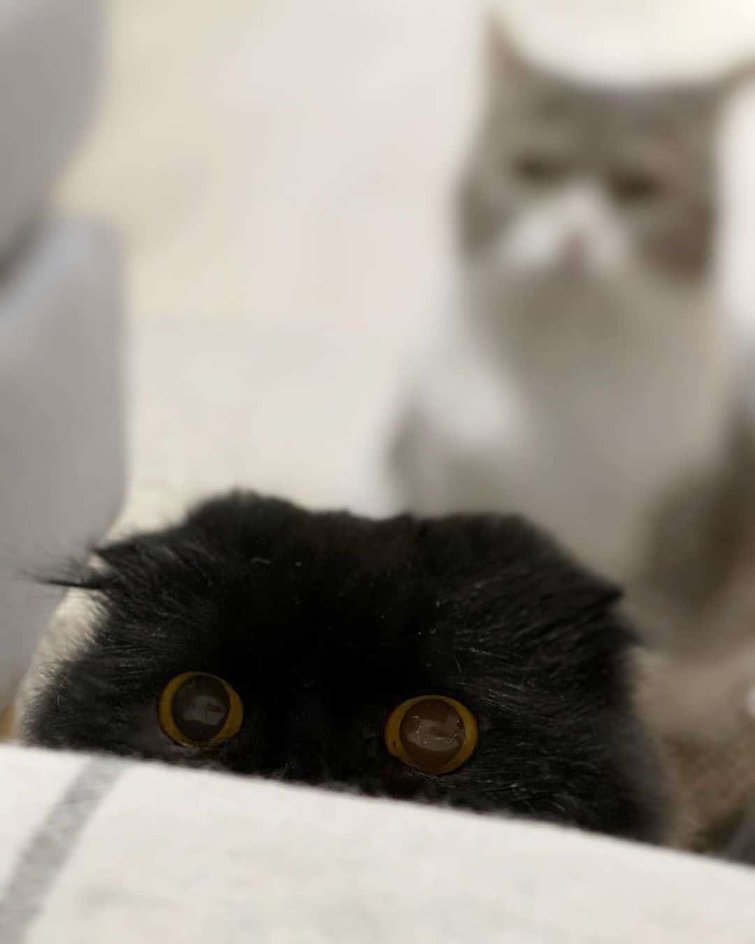 a black cat with big eyes peeks out from above the blanket