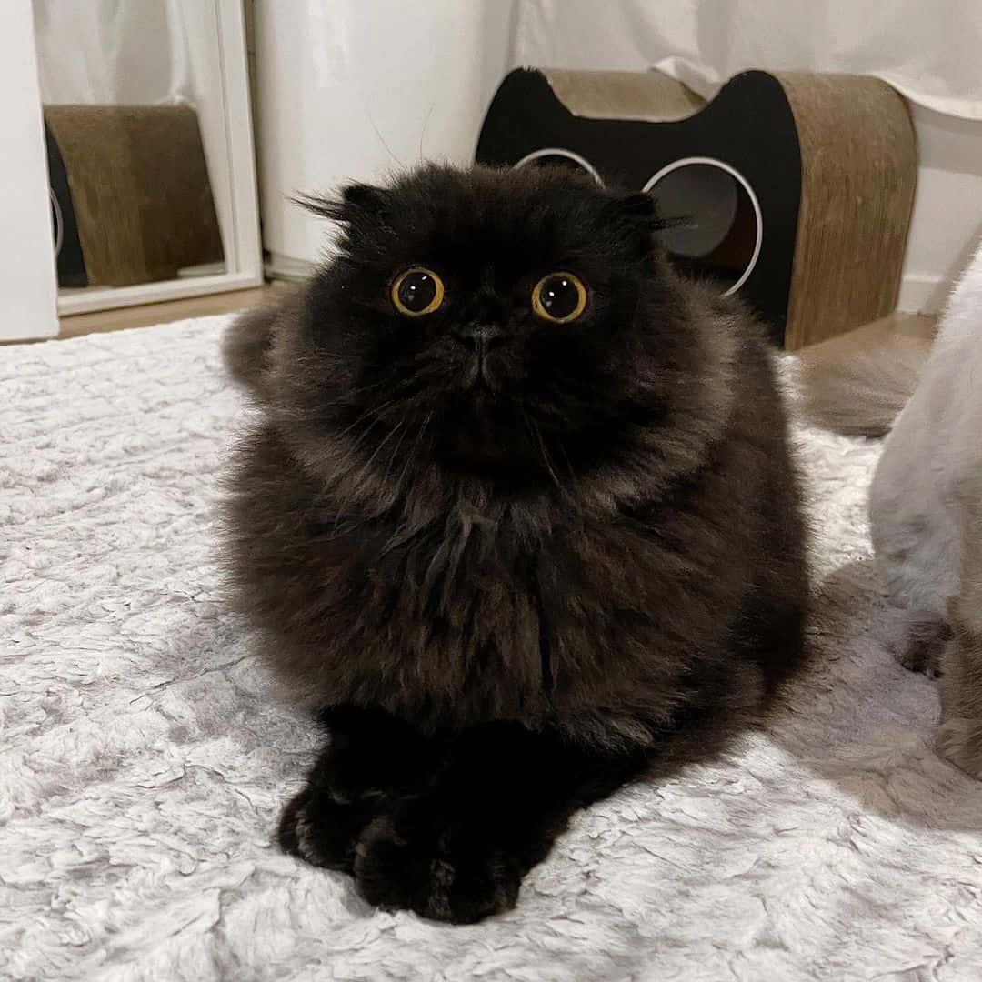 a black cat with big eyes sits on the carpet