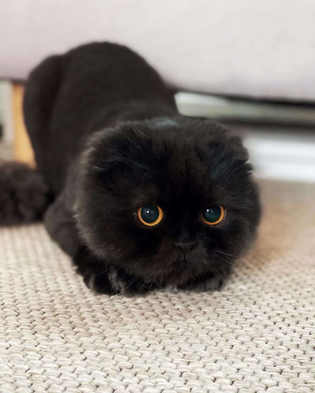 a black cat with big eyes sneaks on the carpet