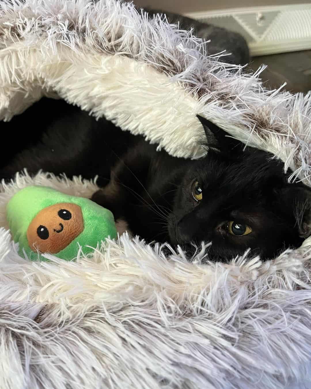 a black cat wrapped in a blanket lies next to his toy