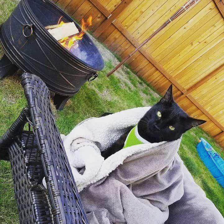 a black cat wrapped in a blanket sits on a chair