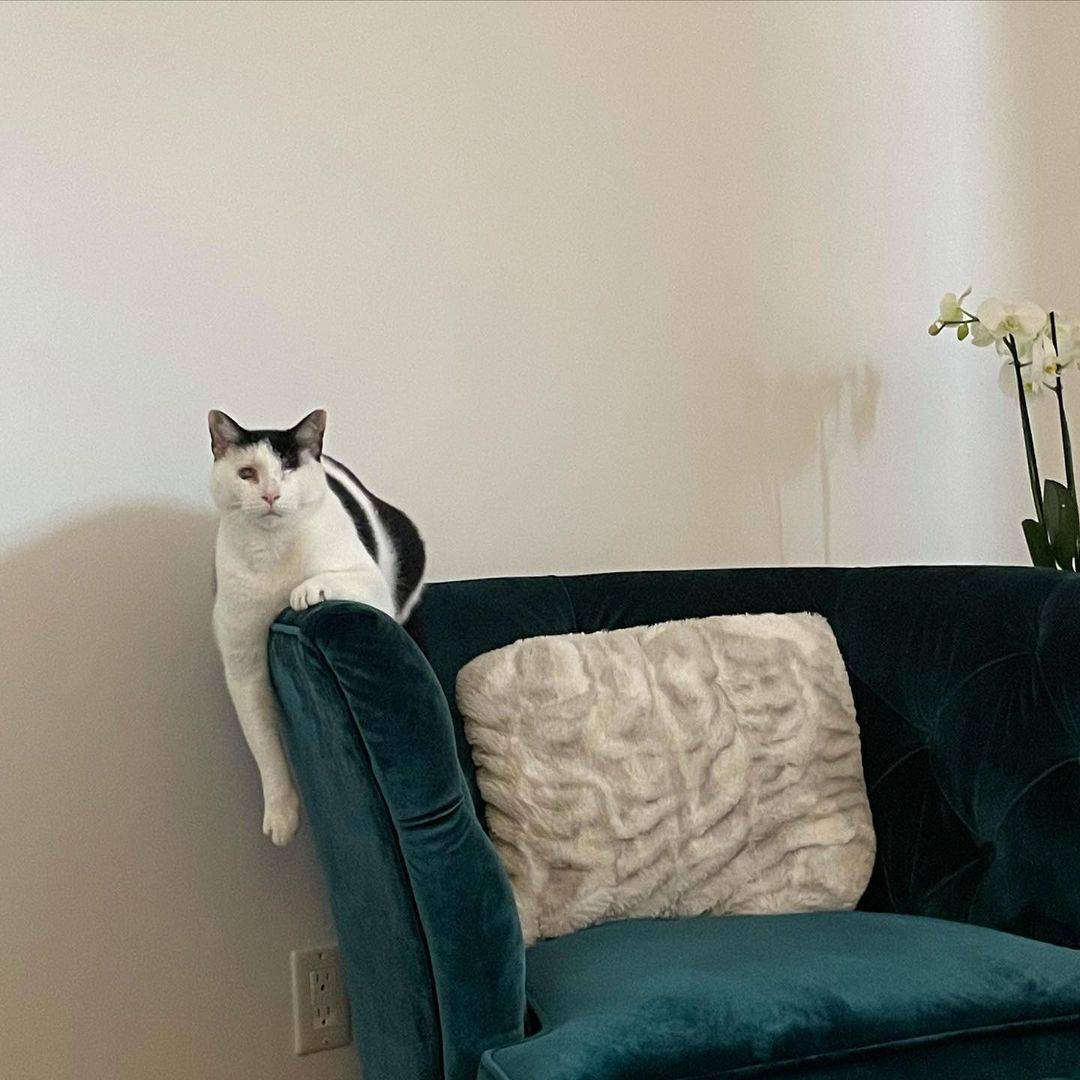 a blind cat is sitting on the armchair of the sofa