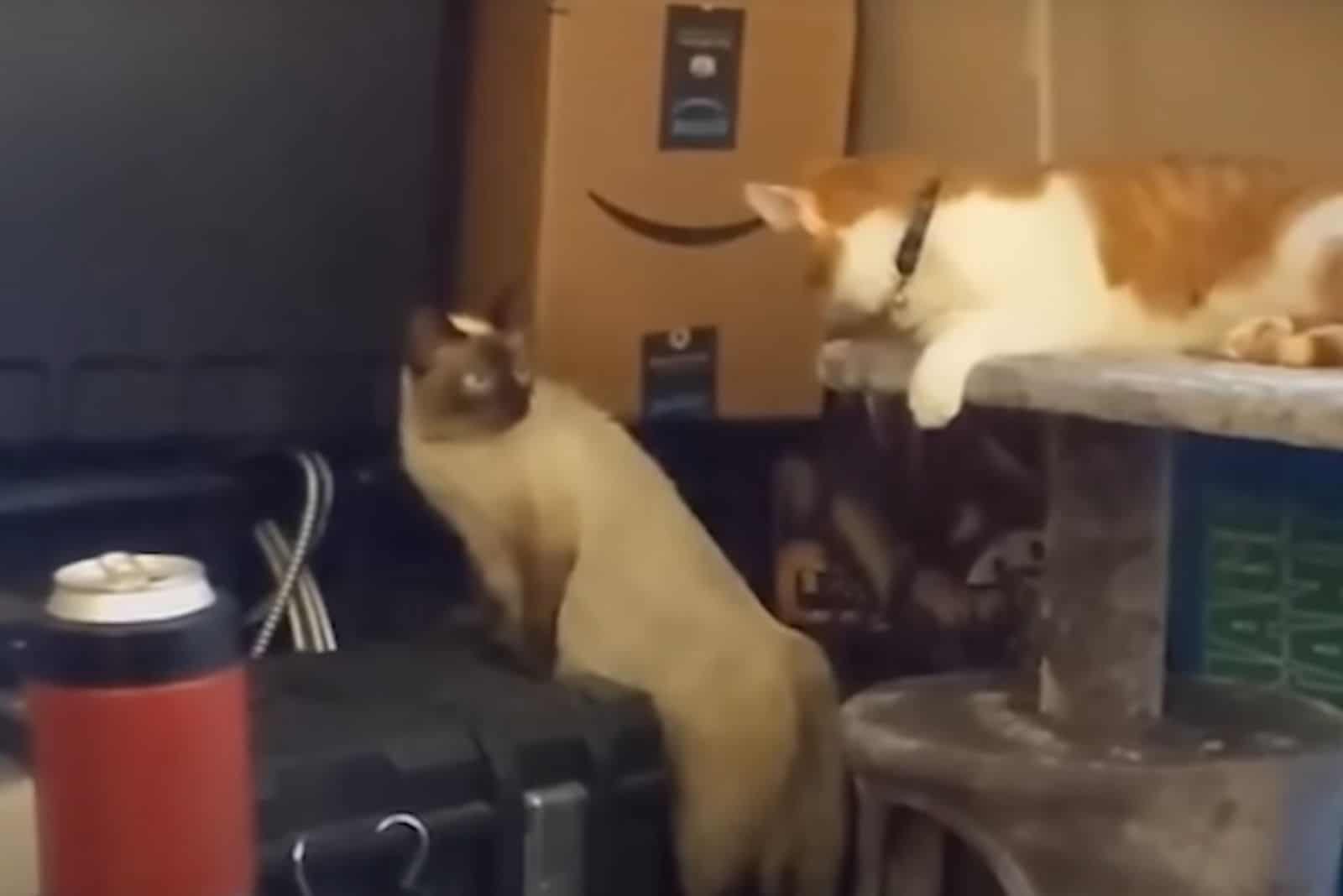 a cat sits on a scratching post and follows another cat