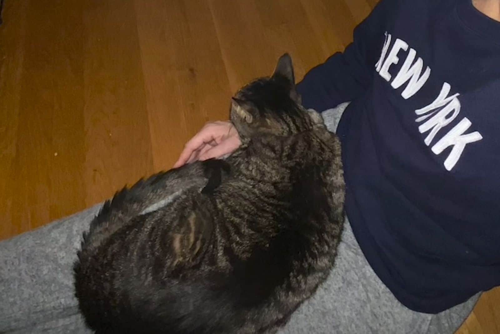 a cat sleeps on a man's lap