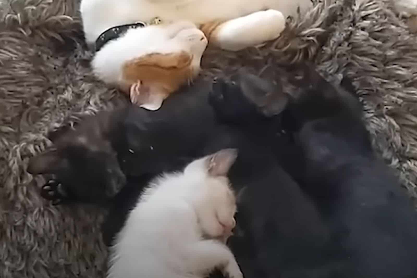 a cat with kittens sleeps on the floor
