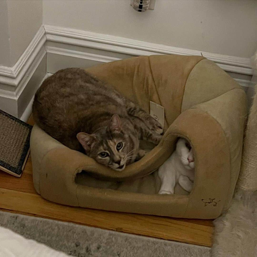 a colorful cat lies and plays with a blind cat in their bed
