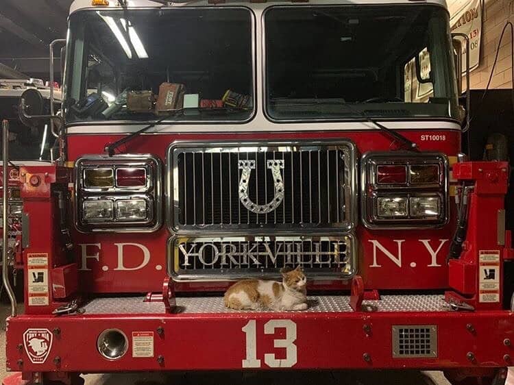 a colorful cat sits on a fire truck