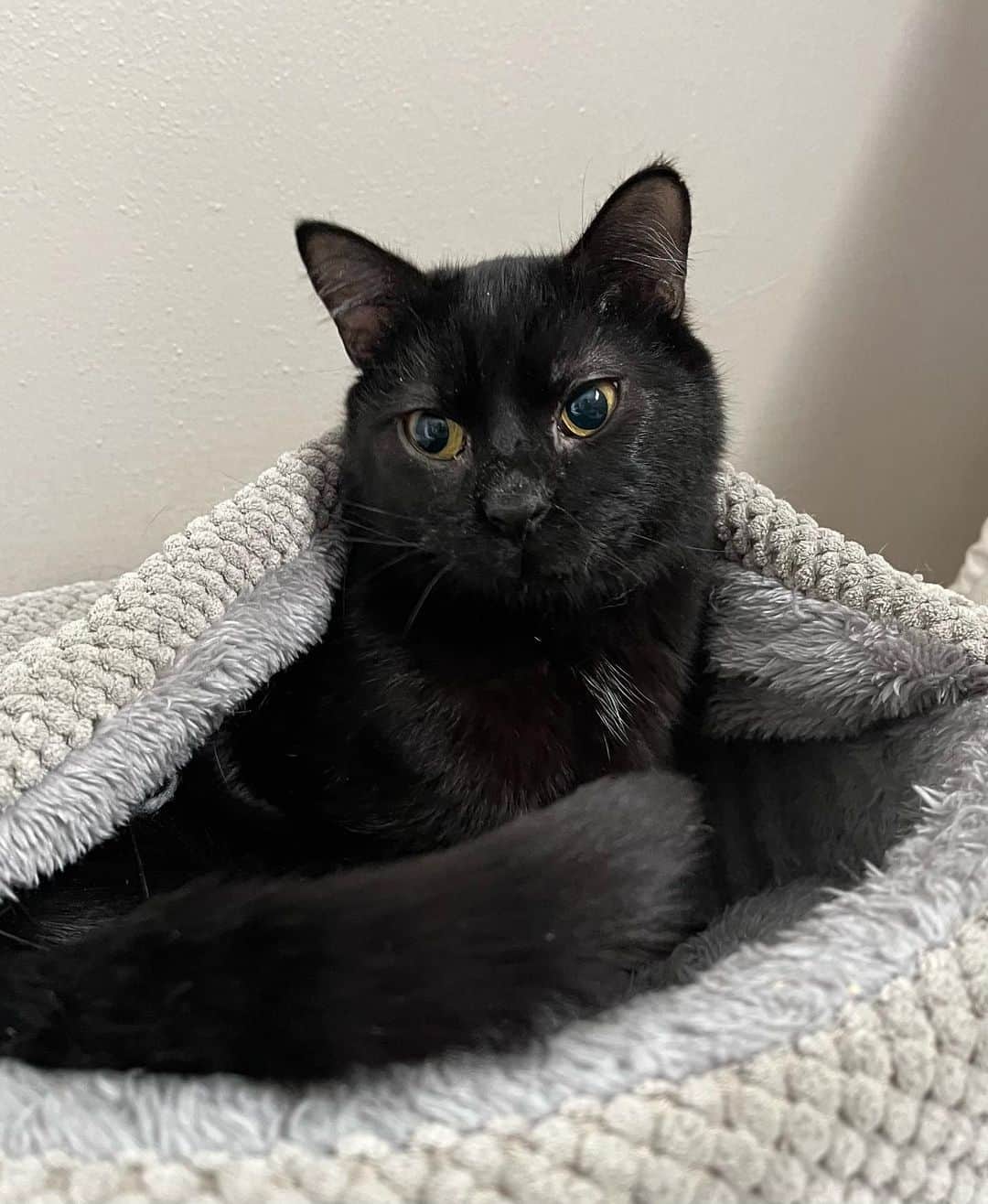 a cute black cat wrapped in a blanket