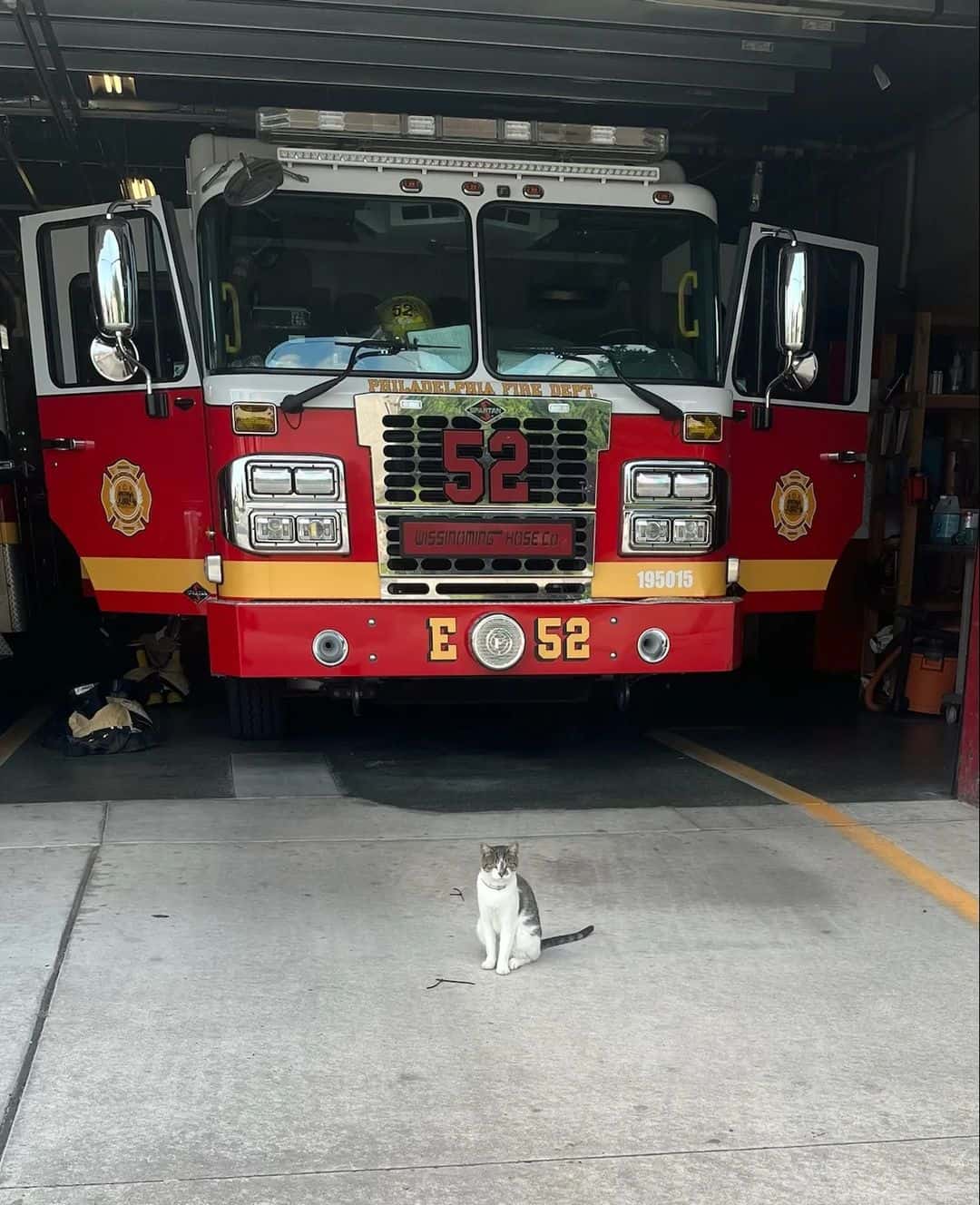 a cute cat is sitting in front of a fire engine