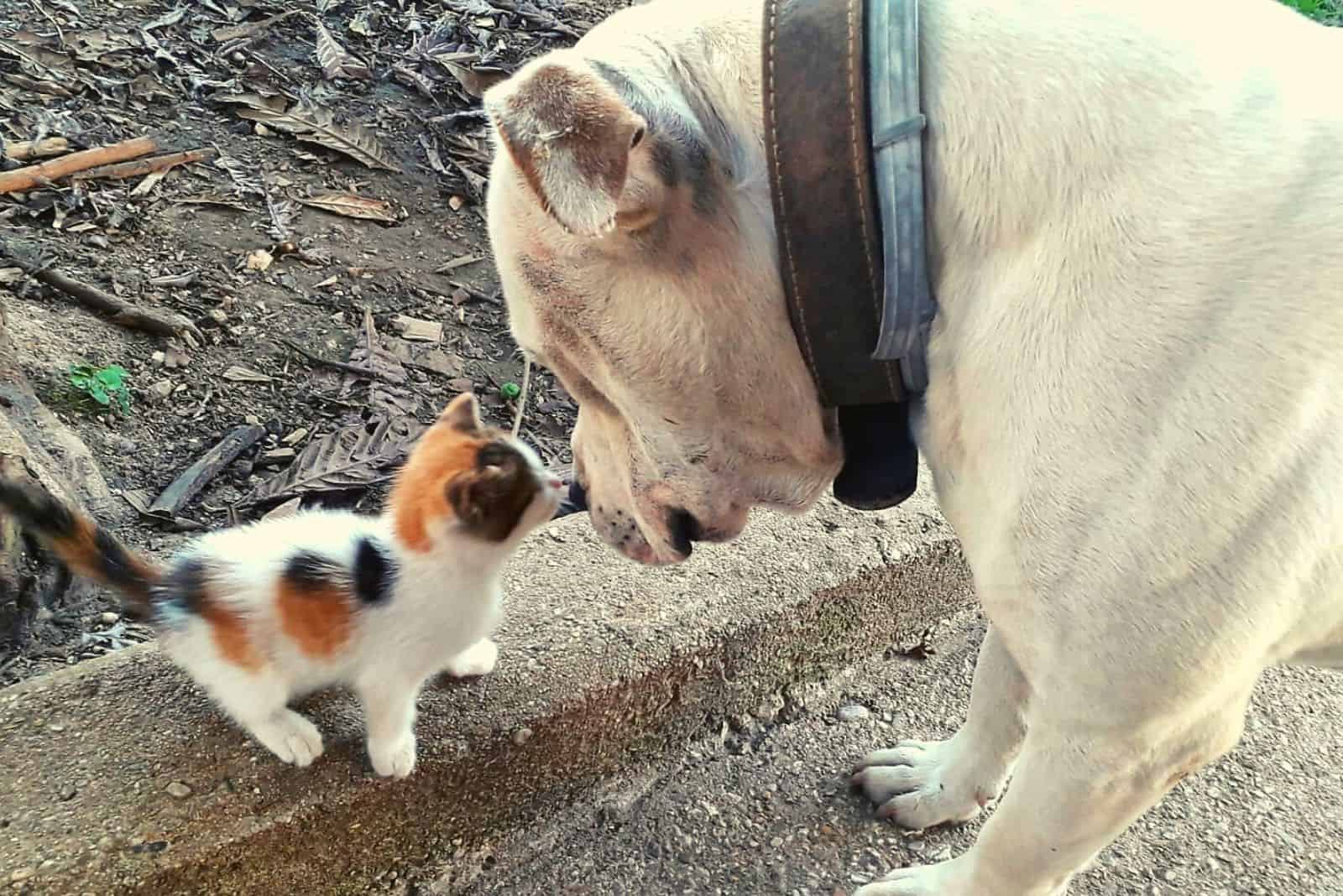 a kiss between small calico kitten and a dog
