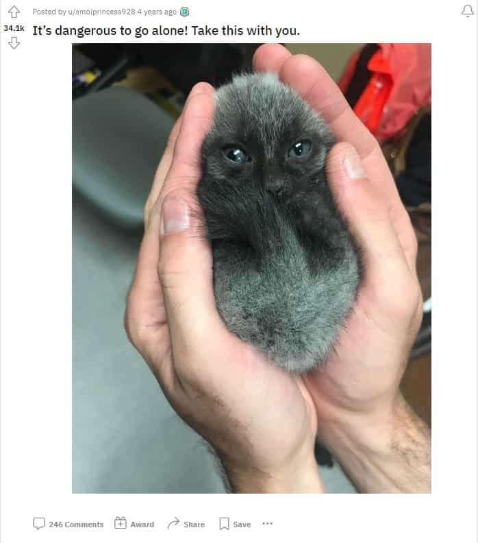 a man holds a kitten in his hand