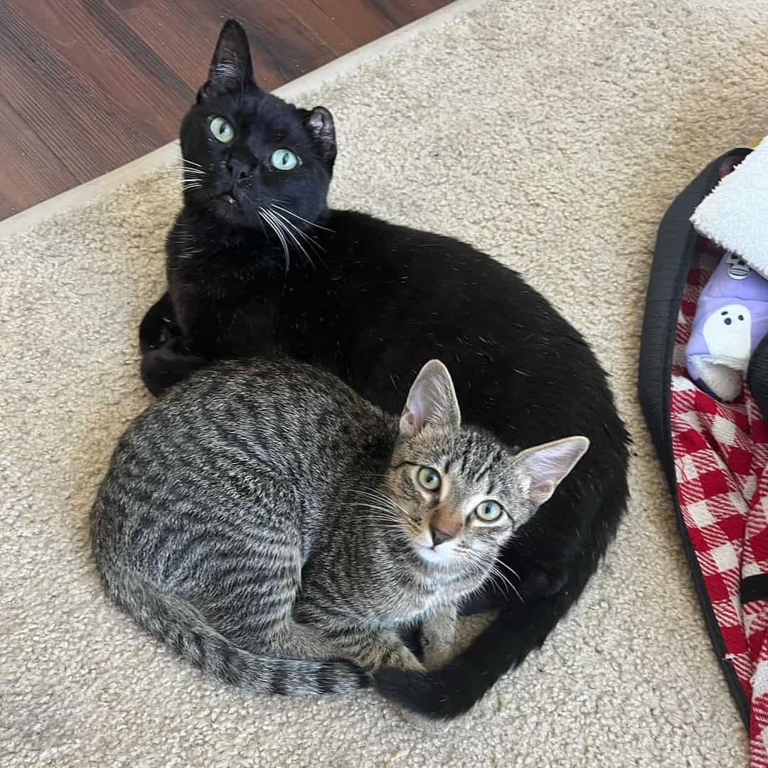 a one-eared black cat curled up next to another cat