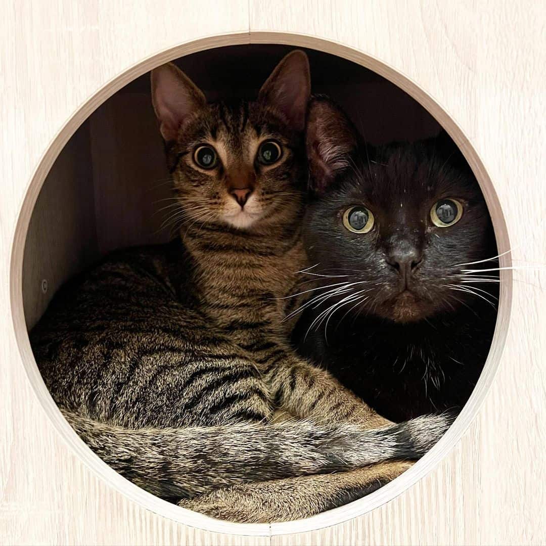 a one-eared cat and a cat next to each other in a box