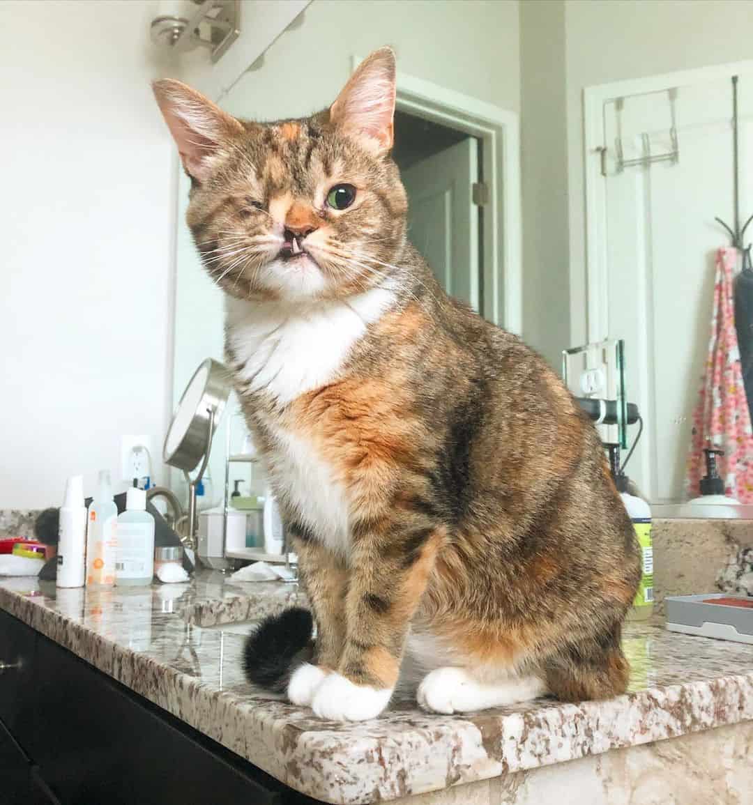 a one-eyed cat with a big tooth sits on the bar