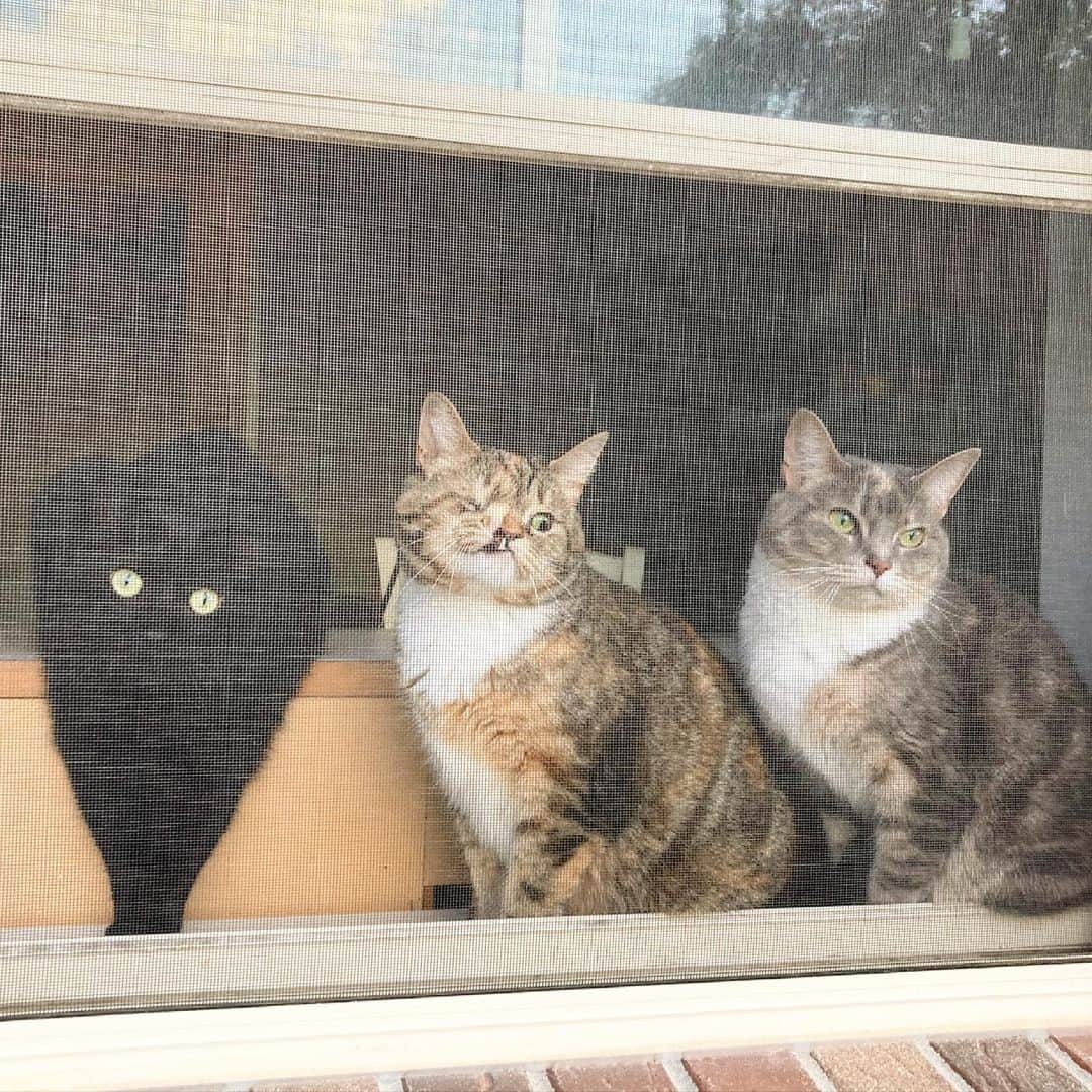 a one-eyed cat with a big tooth sits with other cats at the window