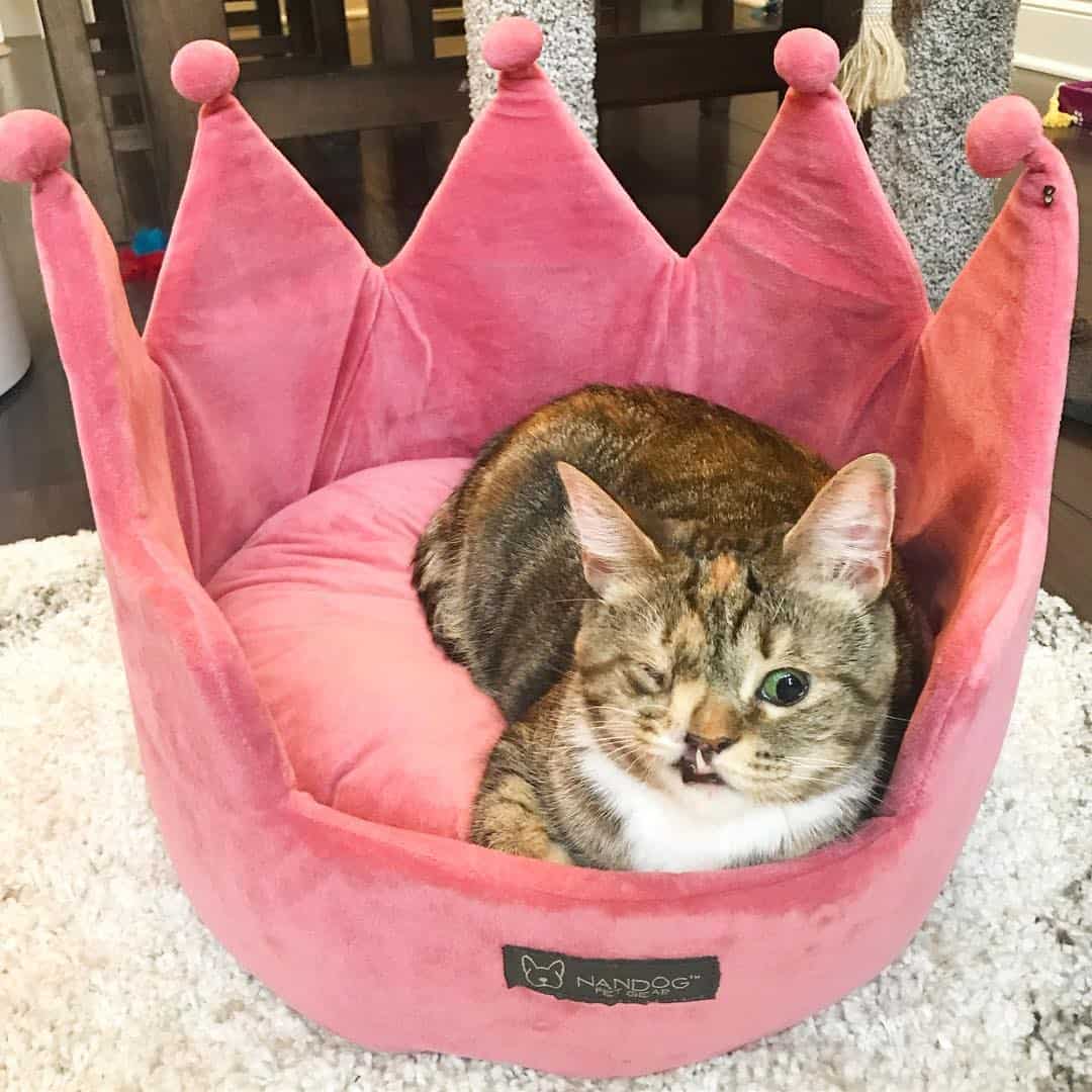 a one-eyed cat with big teeth is lying in its bed