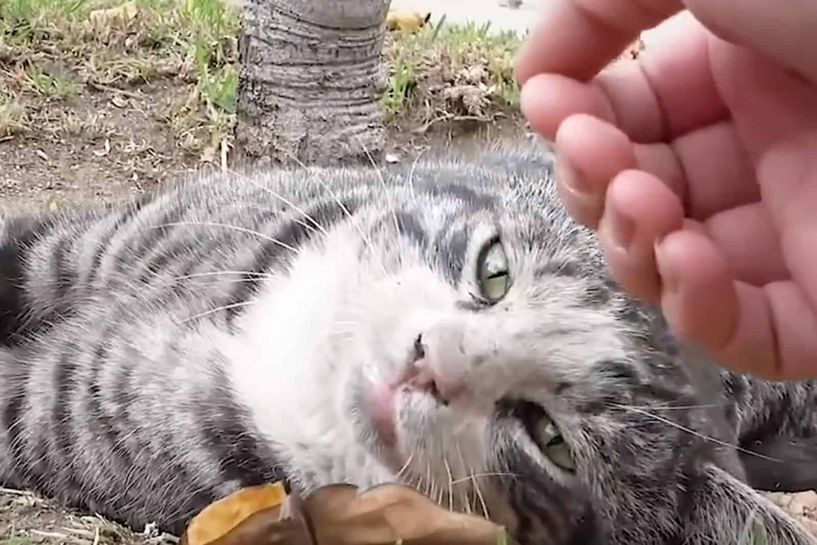 a sad cat lies down after being hit