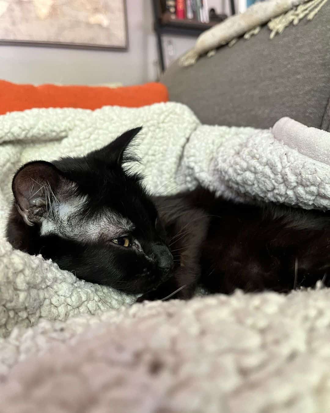 a sleepy wrapped black cat wrapped in a blanket