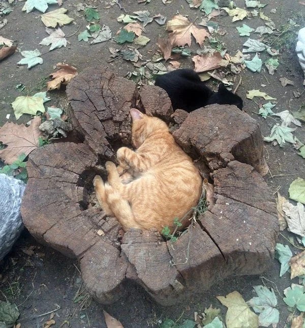 a yellow cat sleeps in a cut tree