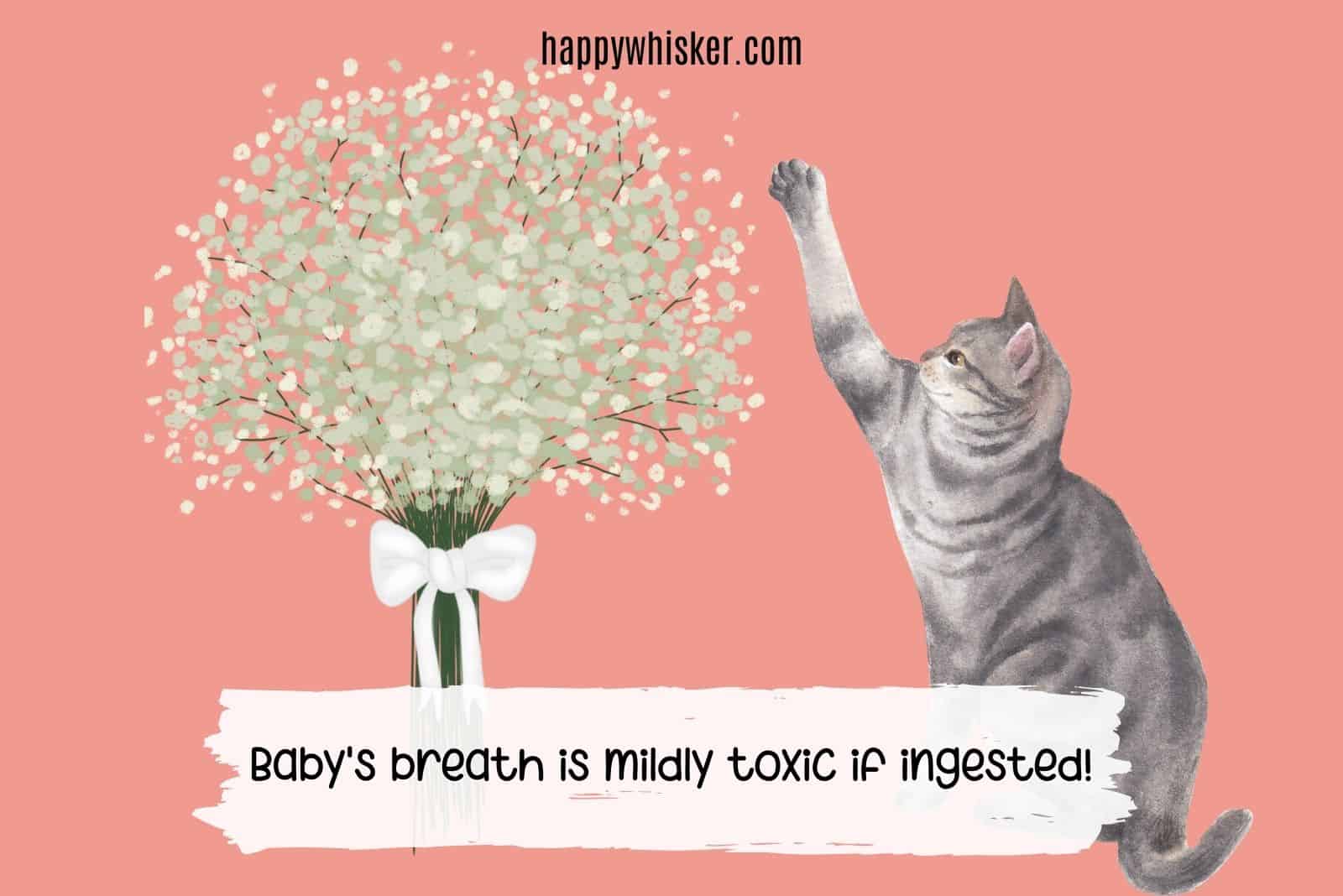 baby's breath, a mildly toxic fower for cats