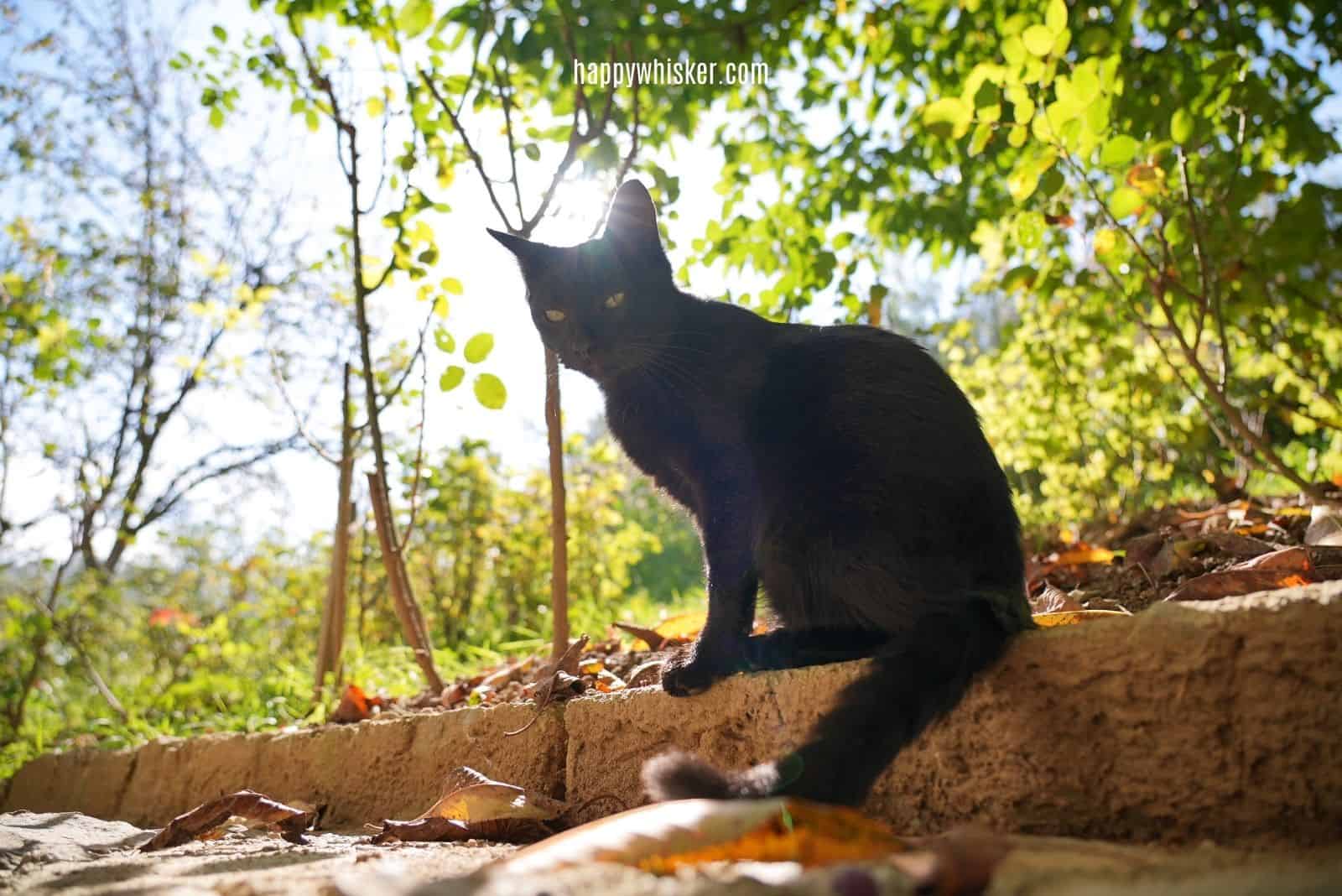 black cat sitting in sunlight