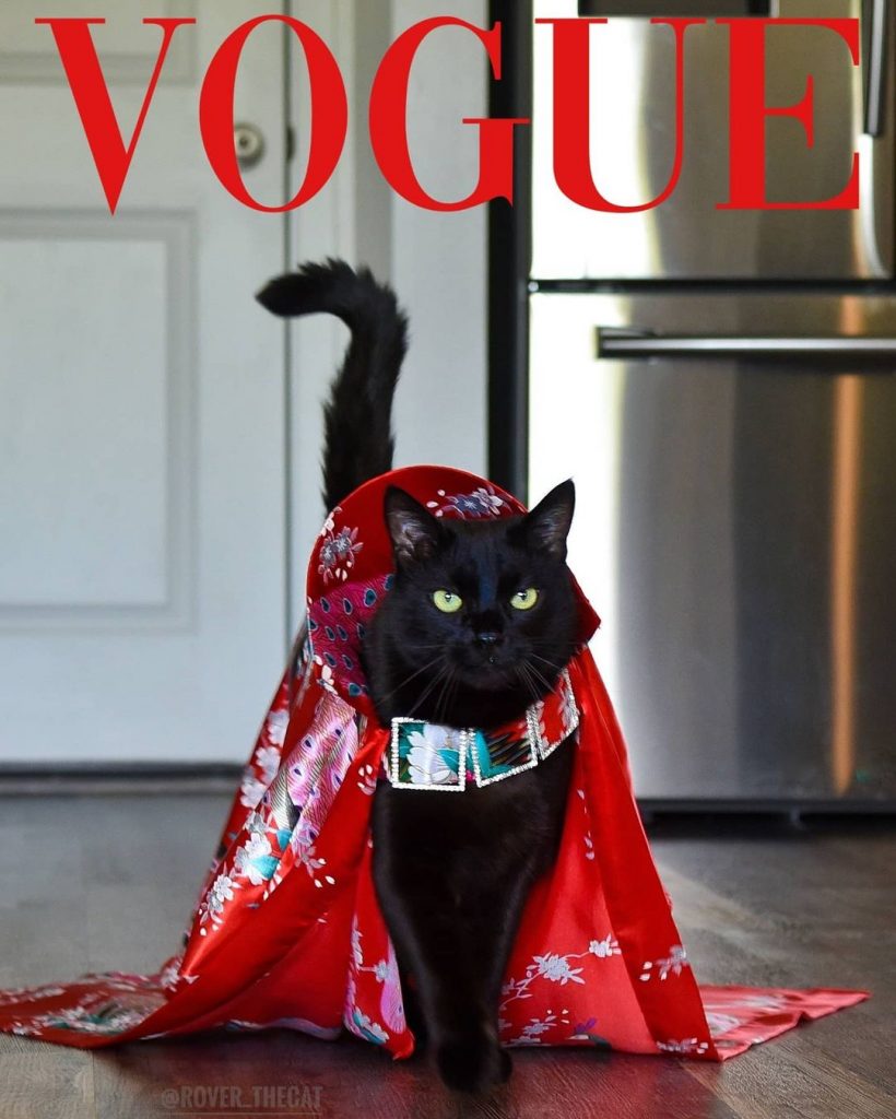 black cat with a cape on the runway