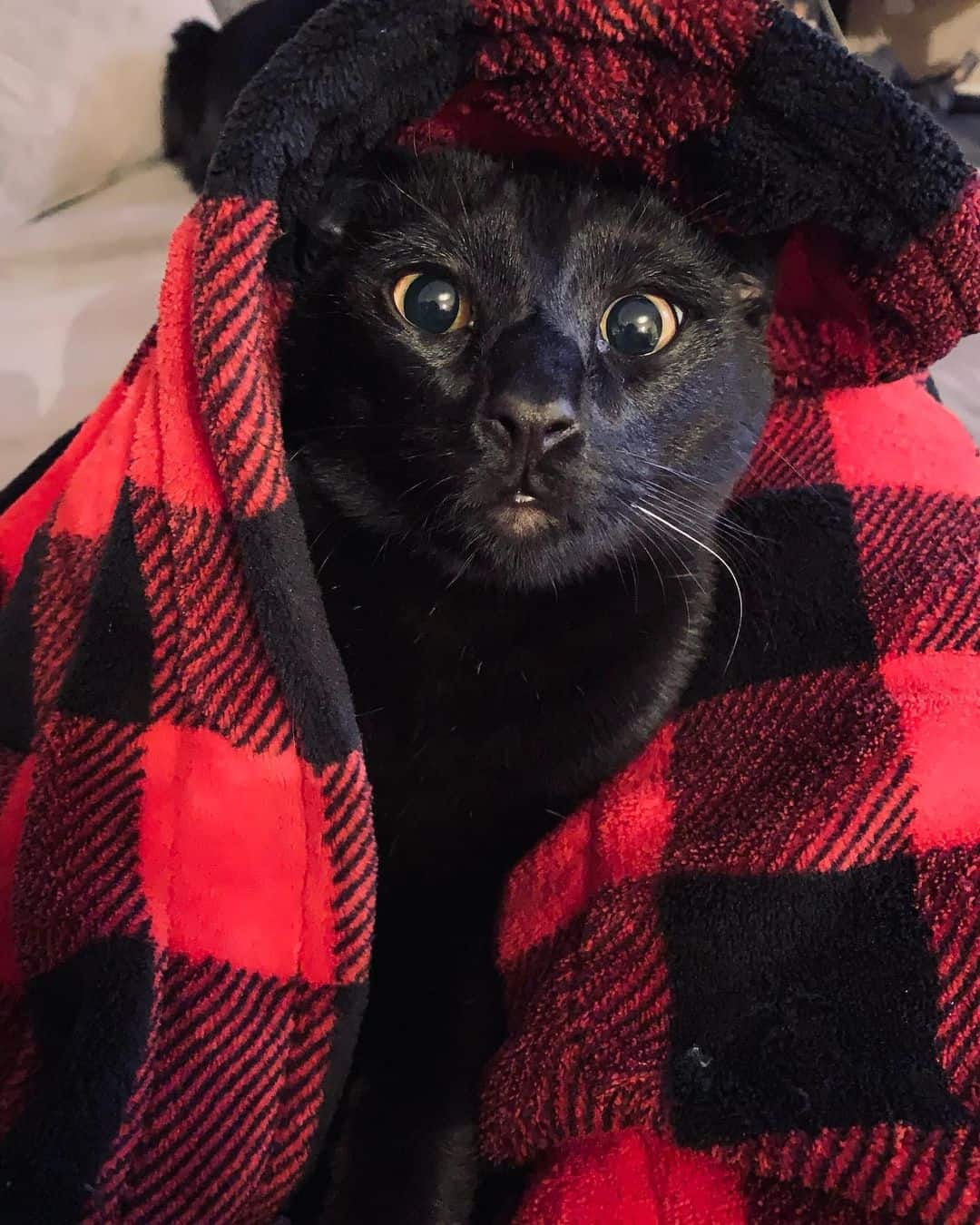black cat wrapped up in blanket