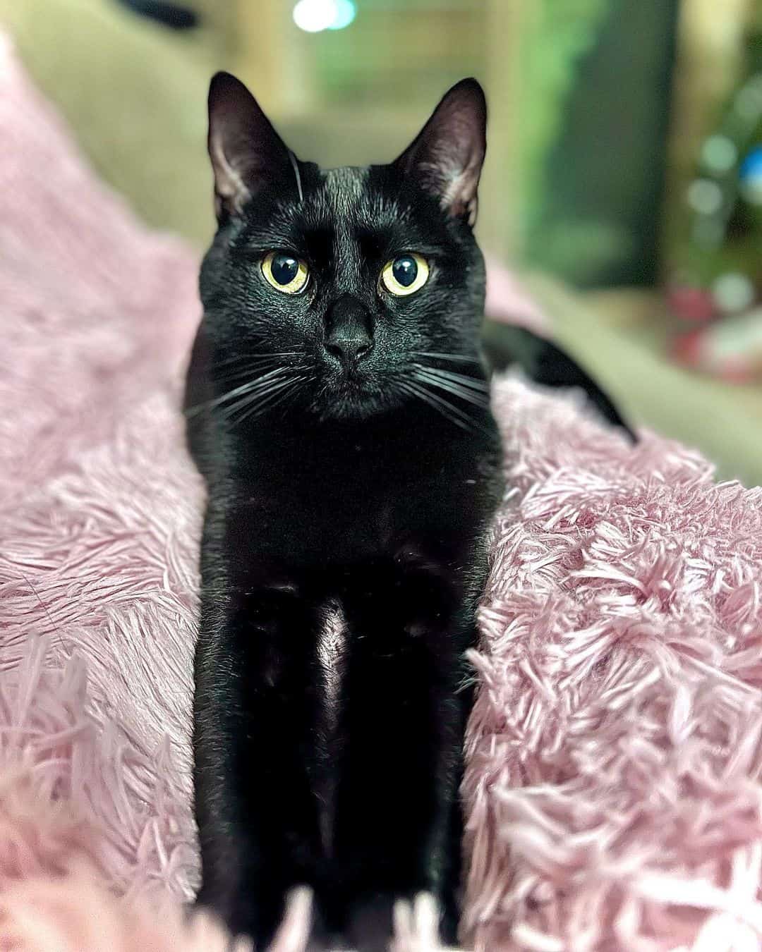 black rescued cat looking at camera