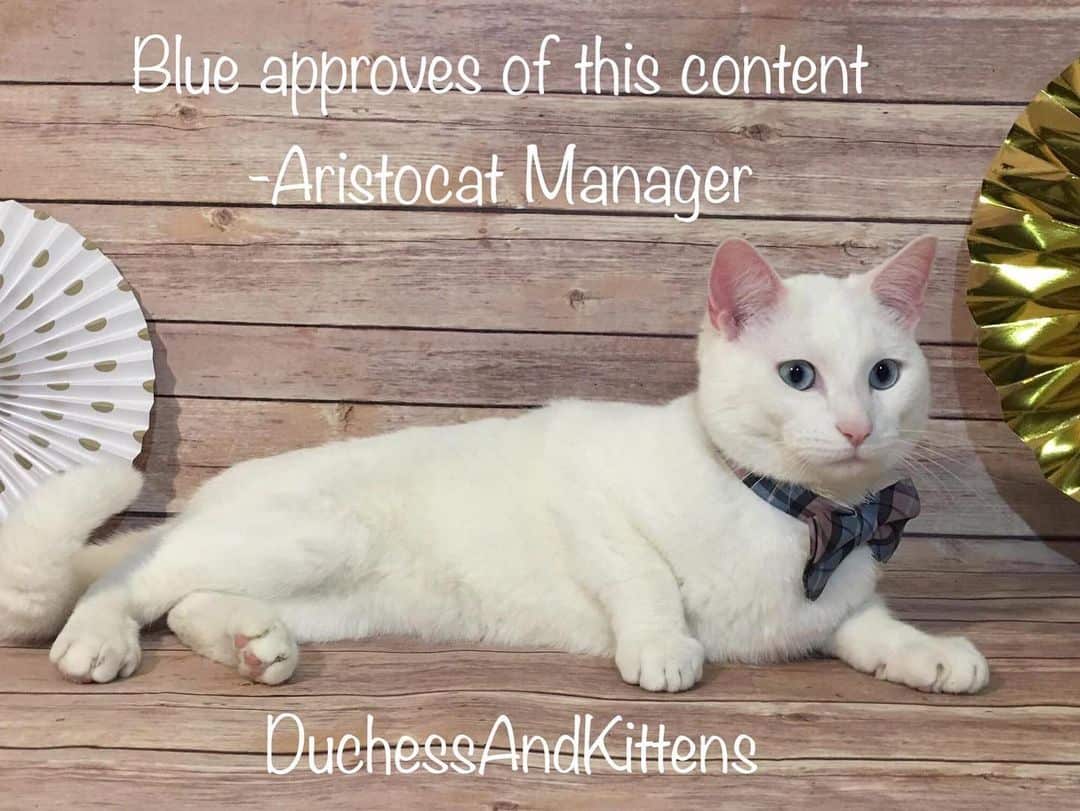 blue approves of this content