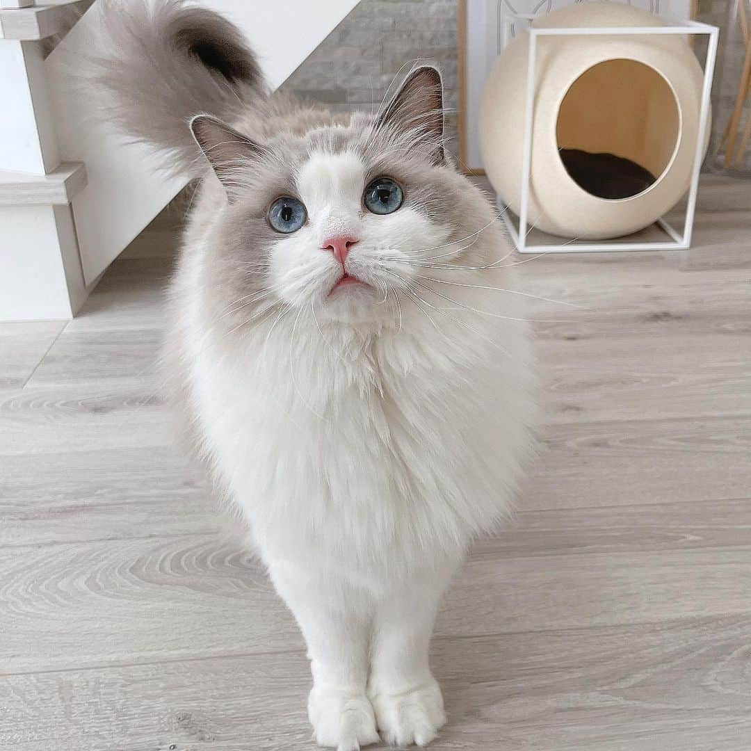 blue bicolor ragdoll cat