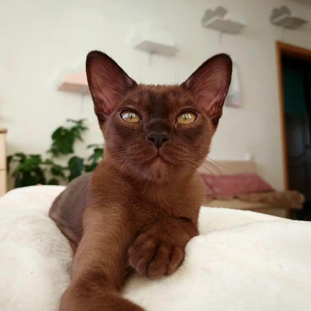 burmese cat, one of the friendliest cat breeds