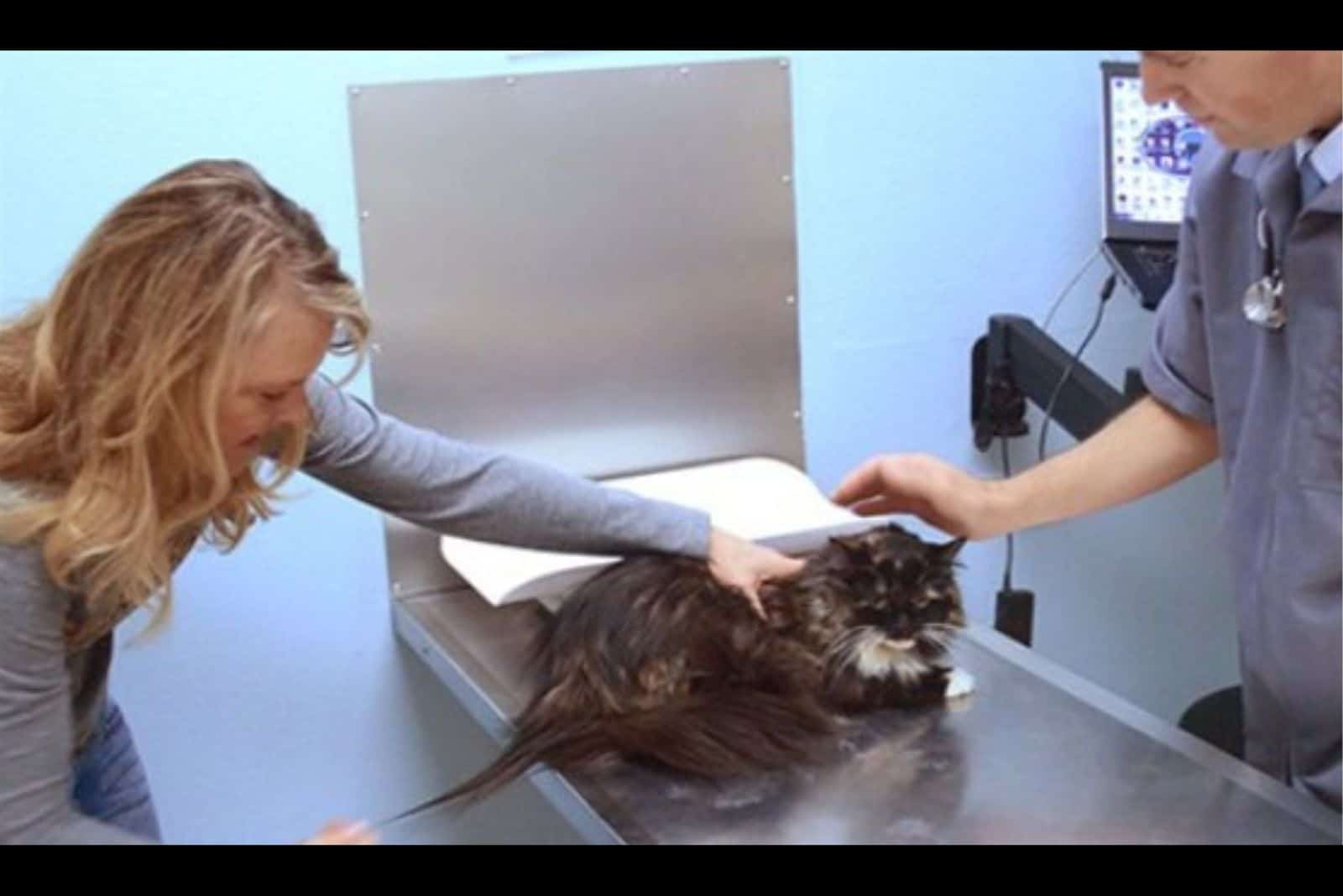 cat at veterinarian desk