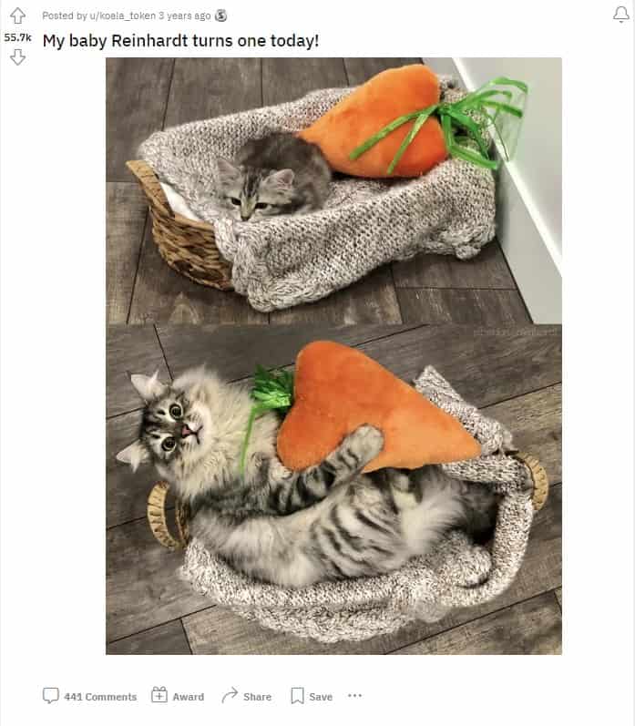 cat before and after in the basket