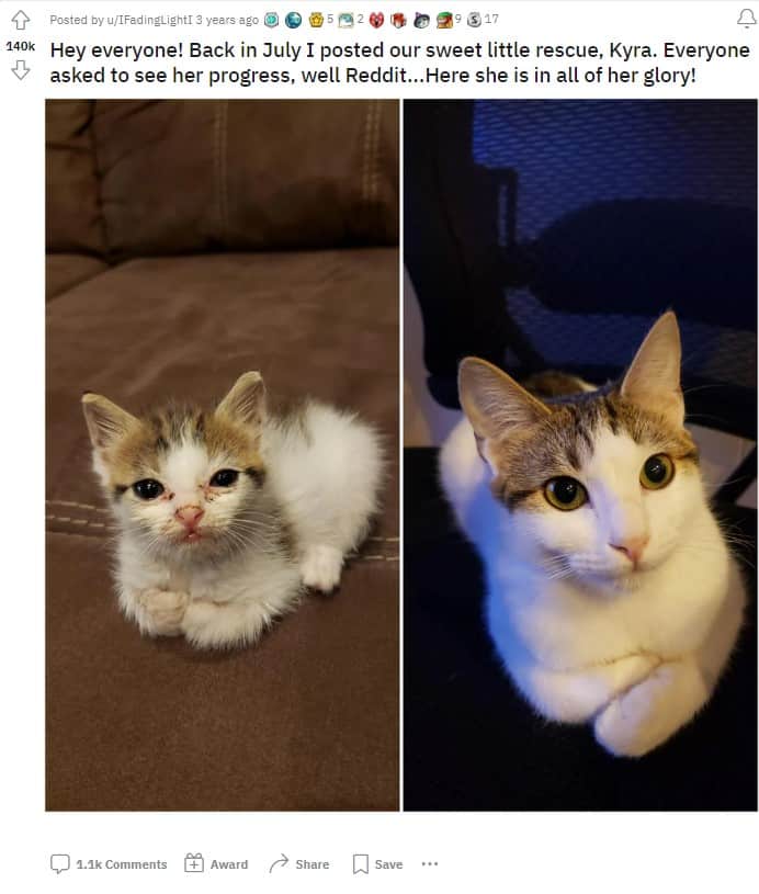 cat before and after