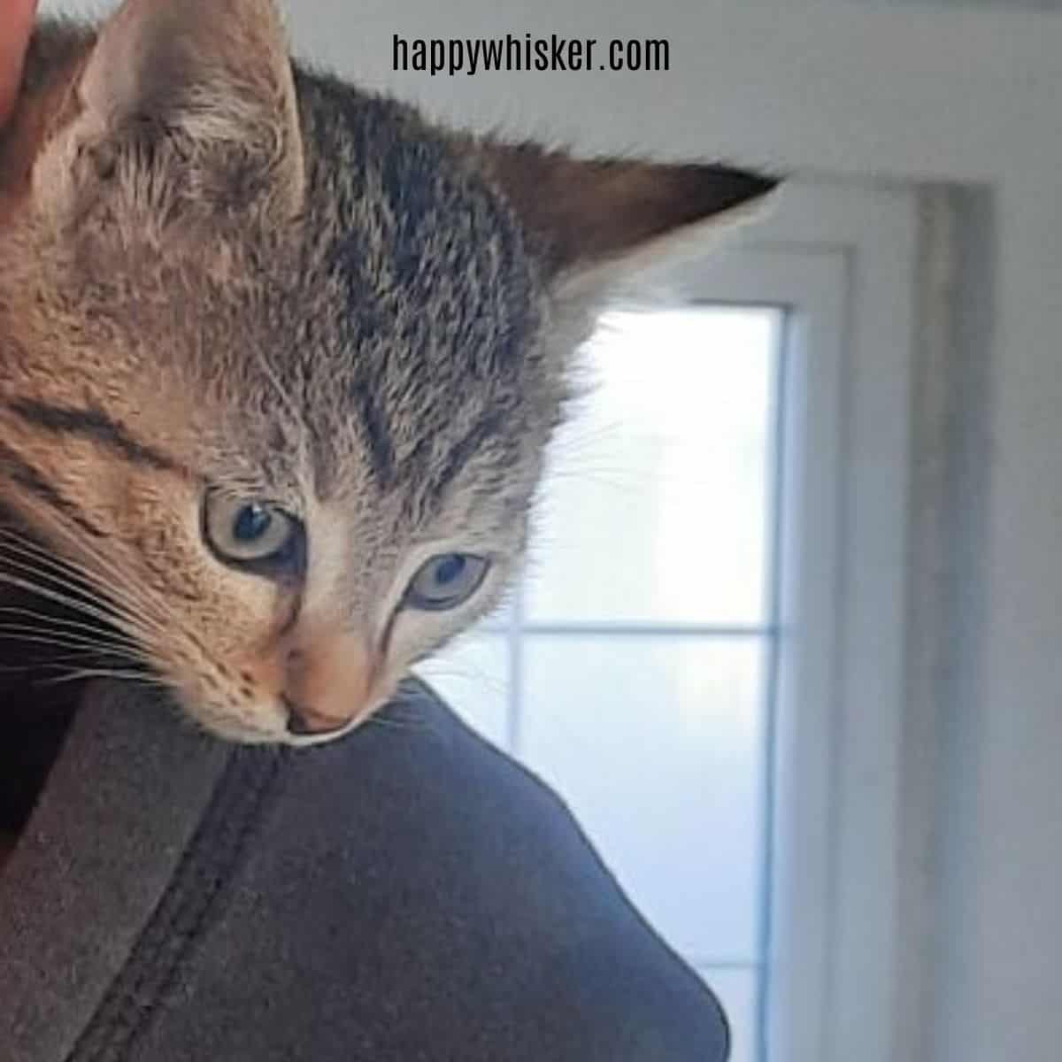 cat climbs on owner's shoulder