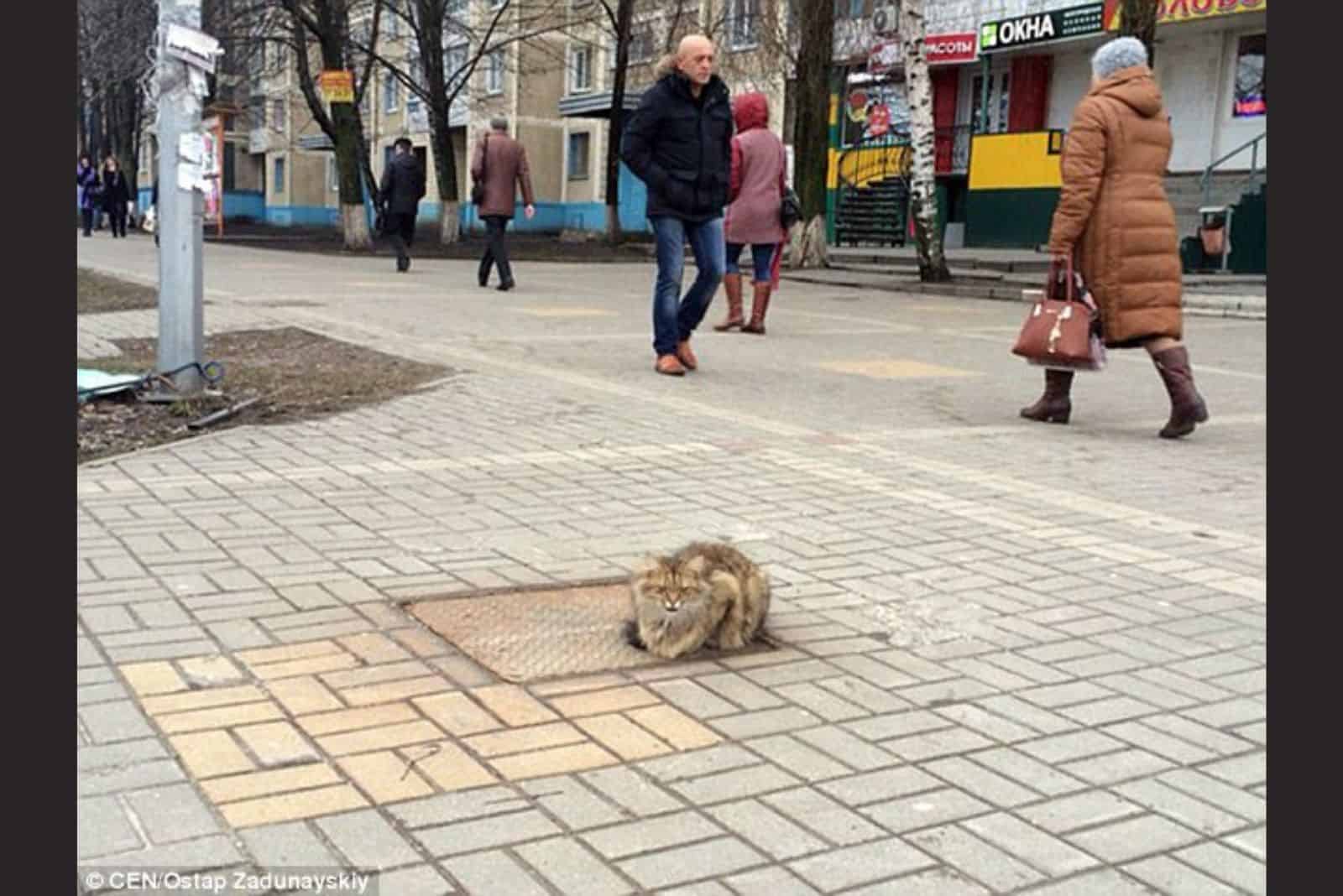 cat on the street