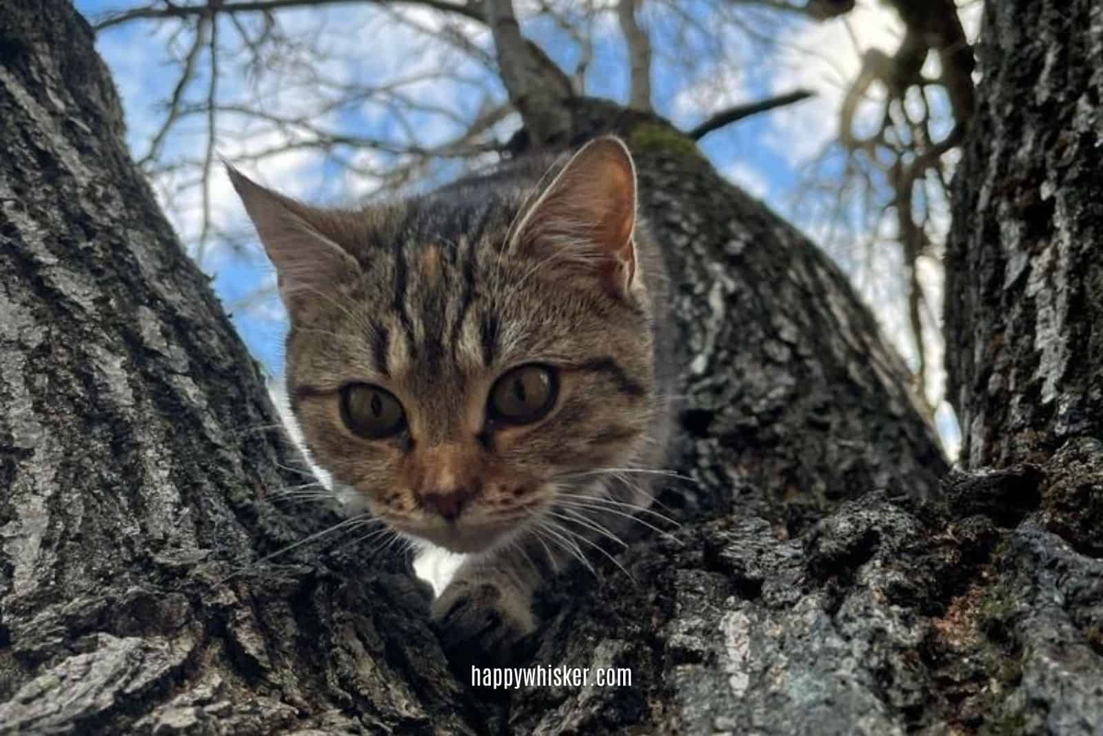 cat on the tree