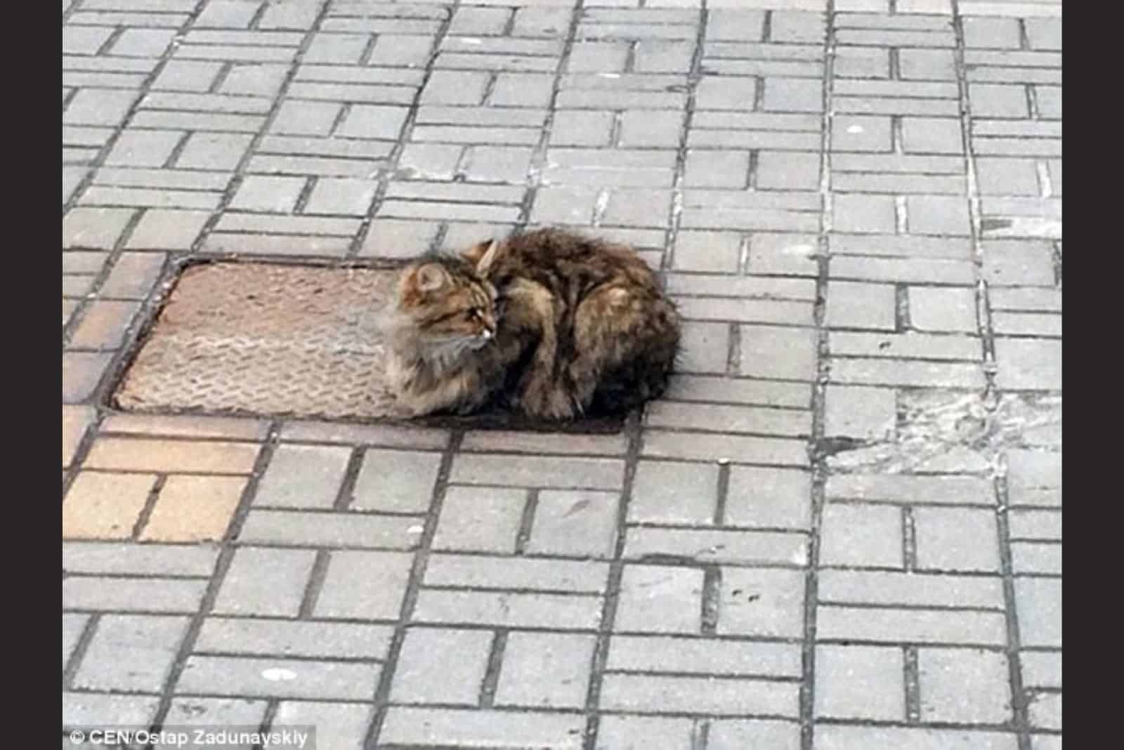 cat outside on the floor