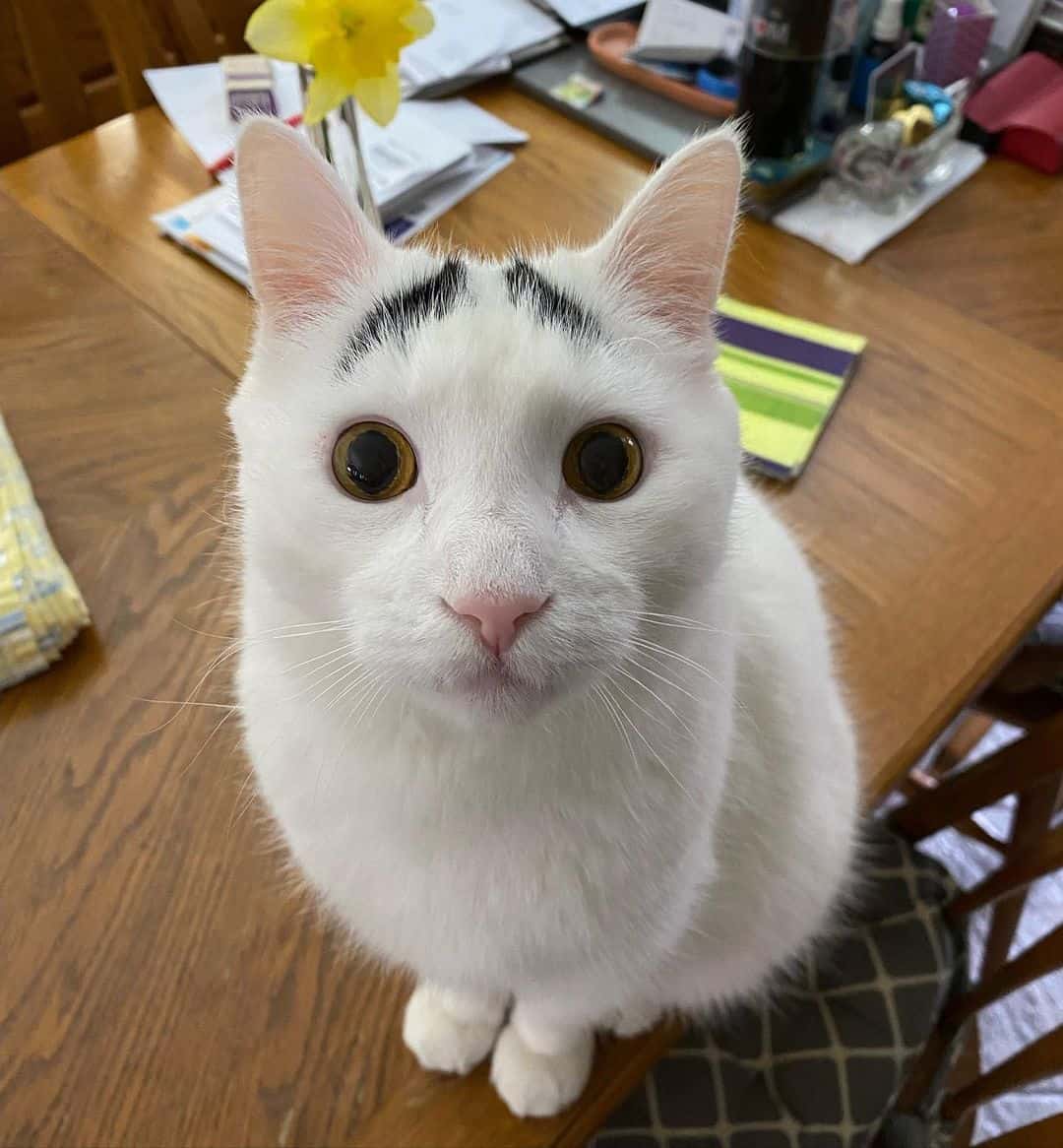 cat with eyebrow markings